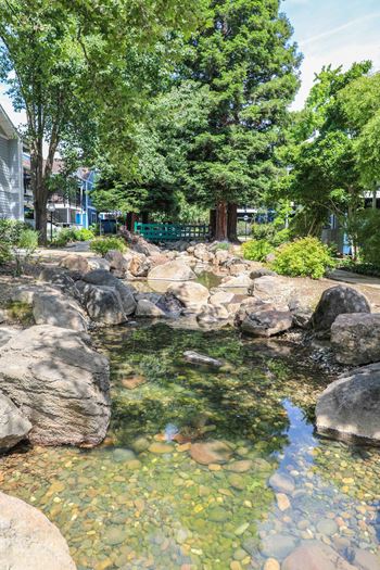 Tranquil creek side views