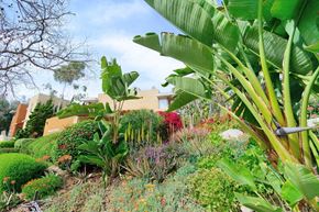 San Diego apartment for rent - a garden with banana trees and other plants