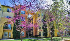 San Diego apartment for rent - a row of apartments with flowering trees in front of them