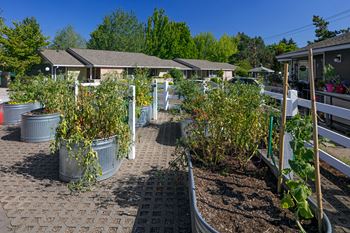 Raised garden beds