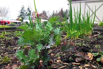Community garden