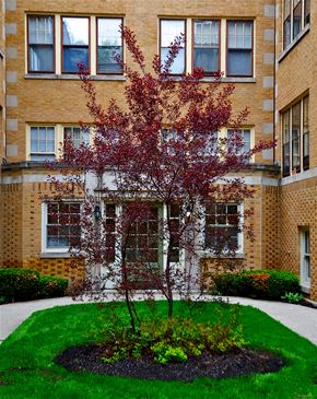 Oak Park apartment for rent - a tree with red leaves in front of a building