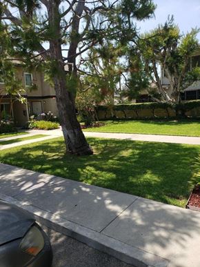 Los Angeles apartment for rent - a sidewalk in front of a yard with a tree