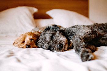 Pet friendly environment