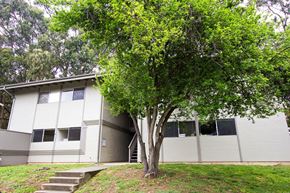 San Francisco townhouse for rent - a white house with a tree in front of it