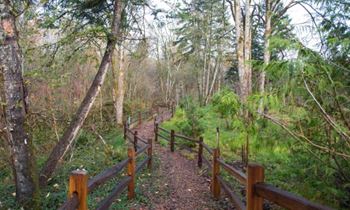 Forest trail