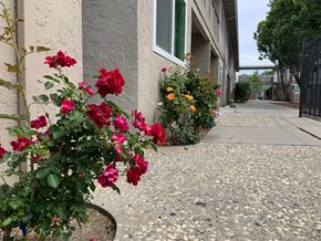 Sunnyvale apartment for rent - a sidewalk in front of a building with red and yellow flowers