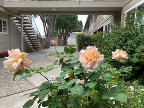 Sunnyvale apartment for rent - a group of pink roses in front of a building
