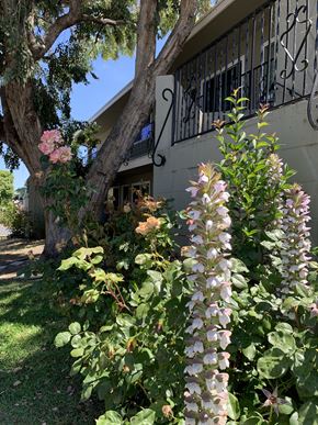 Sunnyvale apartment for rent - the front yard of a house with flowers in the yard