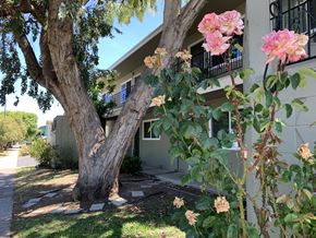 Sunnyvale apartment for rent - a tree in front of a house with pink flowers