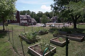 Amherst apartment for rent - a garden in a yard with houses in the background