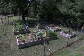 Amherst apartment for rent - a garden with many plots of plants in the grass