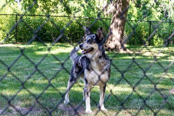 Pet friendly environment and dog park