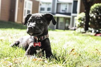 The reserve on cave creek apartments pet-friendly community