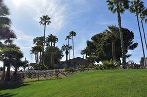 Tucson apartment for rent - a yard with palm trees and a house
