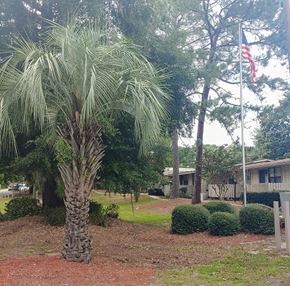 Hinesville apartment for rent - a palm tree in a yard next to a flag