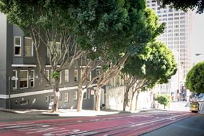 San Francisco apartment for rent - A tree-lined street with a red crosswalk.
