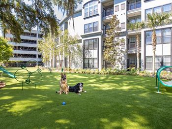 Large leash free dog park with agility course