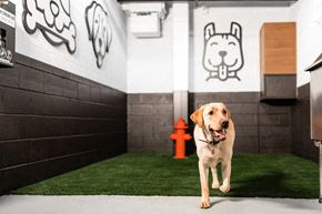 Chicago apartment for rent - Dog Spa