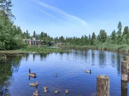 Everett apartment for rent - a group of ducks swimming in a lake