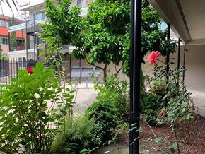Mountain View apartment for rent - Caltega 240 Ortega Avenue  Mountain View, CA 94040