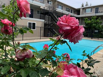 Mountain View apartment for rent - a swimming pool with pink roses in front of an apartment building
