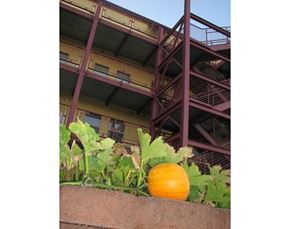 Billings apartment for rent - Pumpkin plant