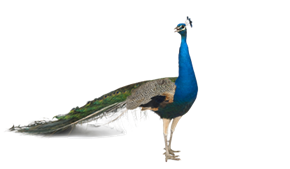 Los Angeles apartment for rent - an illustration of a peacock against a black background