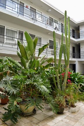 Hollywood apartment for rent - lush green foliage in the community courtyard