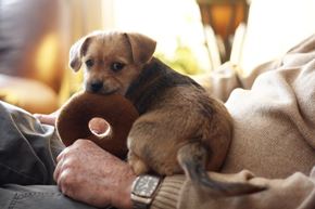 Bethlehem apartment for rent - a small dog sitting on a person with a stuffed animal