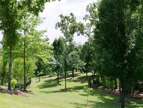Fayetteville apartment for rent - a view of a golf course with trees