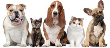 Pet friendly