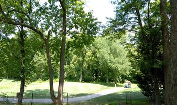 Scenic view of tree lined pathways