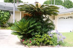 Los Angeles apartment for rent - A palm tree is in the front yard of a house.