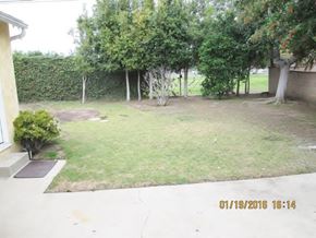 Los Angeles apartment for rent - A backyard with a tree, a hedge, and a small bush.