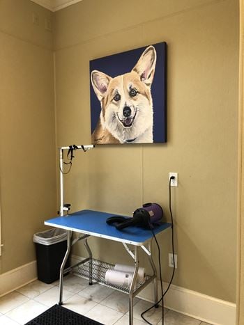 Pet wash & grooming area