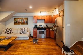 Chicago apartment for rent - a living room with a cat walking across the floor
