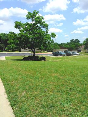 Ft. Worth apartment for rent - a tree sitting in the grass next to a street