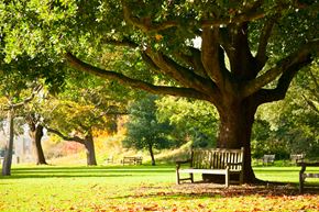 Bridgeport apartment for rent - A large tree with a bench underneath it in a park.