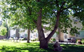 Boise apartment for rent - a large tree in front of a building