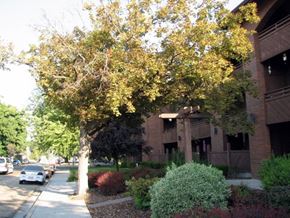 Caldwell apartment for rent - a tree on a sidewalk in front of a building