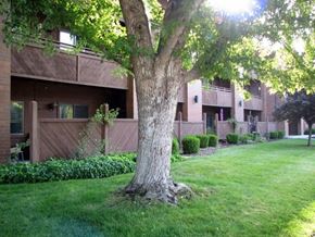 Caldwell apartment for rent - a large tree in the middle of a green lawn in front of an apartment building