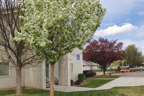 Caldwell apartment for rent - a white flowering tree in front of a building