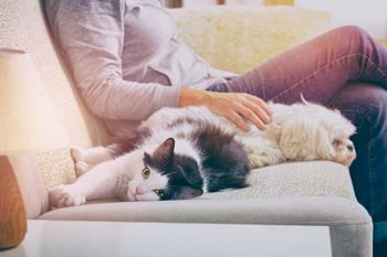 Pet-friendly community