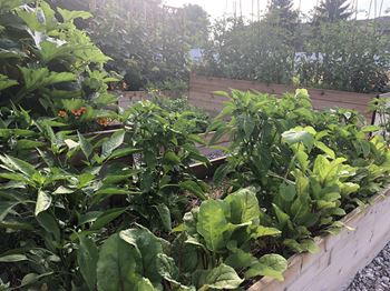 Resident garden
