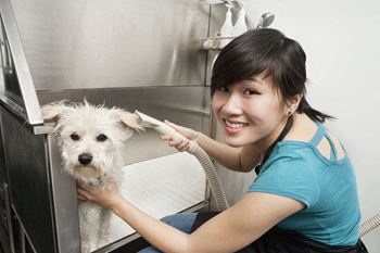 Dog run and wash at confluence on 3rd apartments in des moines in downtown des moines