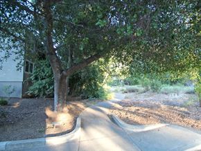 Menlo Park apartment for rent - a tree on the side of a sidewalk