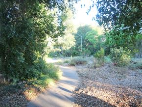 Menlo Park apartment for rent - a dirt road with trees on both sides of it