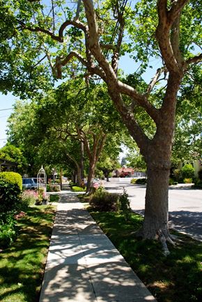 Mountain View condo for rent - A tree with a twisted trunk stands next to a sidewalk.