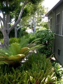 Los Angeles apartment for rent - A green house is surrounded by green plants.